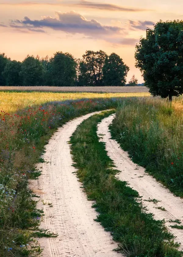 path thru a meadow